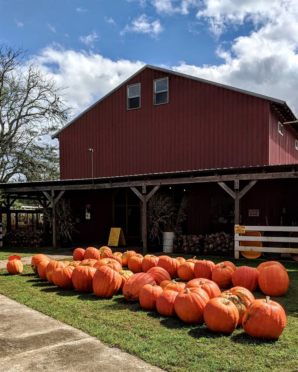 The Best North Pumpkin Patches